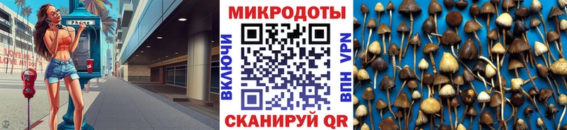 Псилоцибиновые грибы Psilocybine cubensis Новоульяновск
